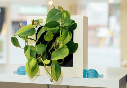 ビタッピーで植物鉢をしっかり固定している使用例（棚上）